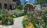 KIOI ROSE GARDEN