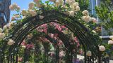 KIOI ROSE GARDEN