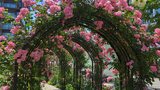 KIOI ROSE GARDEN