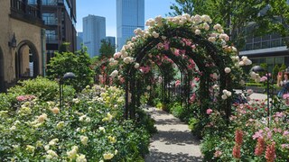 PHOTO KIOI ROSE GARDEN#2