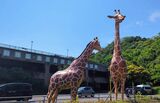 横浜市立金沢動物園