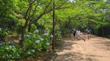 八景島