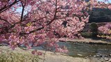河津桜並木