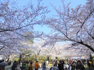 PHOTO 隅田公園#1