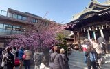桜神宮
