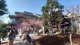 桜神宮