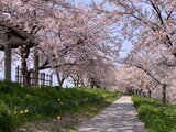 大河津分水桜並木