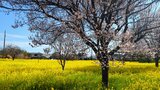 川和町菜の花畑