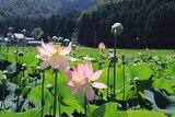 花はす公園