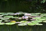 北川村「モネの庭」マルモッタン