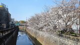 妙正寺川の桜