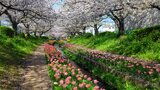 江川せせらぎ緑道