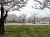 門真さくら広場