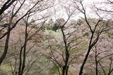 多摩森林科学園