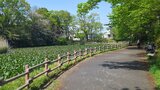 菊名池公園