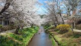 新名庄川の桜並木